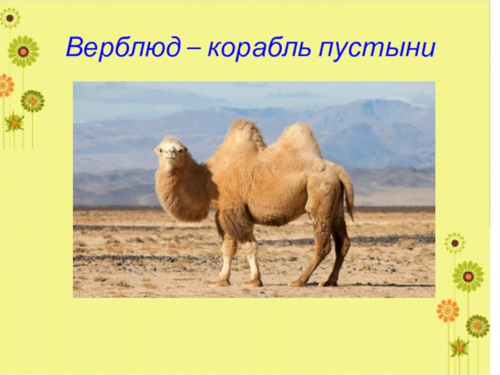 Верблюд – корабль пустыни
