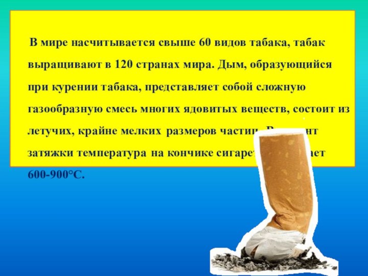 В мире насчитывается свыше 60 видов табака,