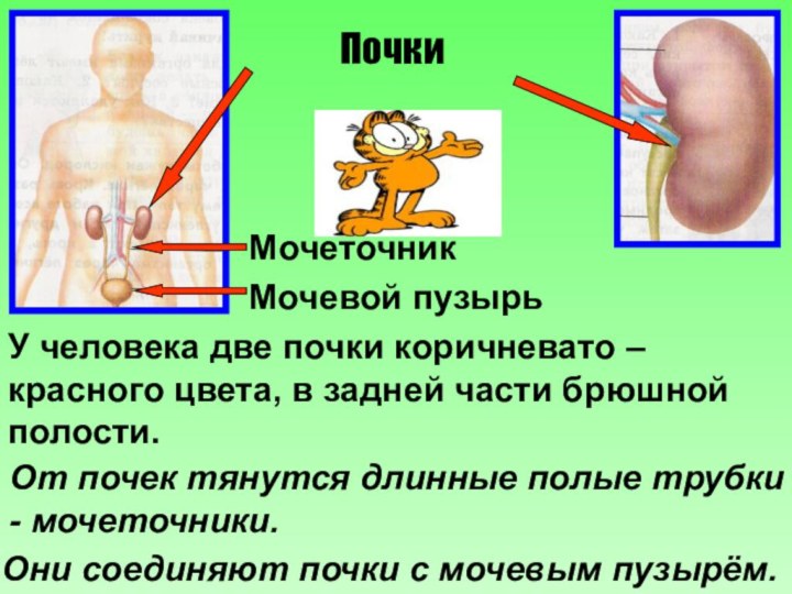 ПочкиМочеточникМочевой пузырьУ человека две почки коричневато –красного цвета, в задней части брюшнойполости.