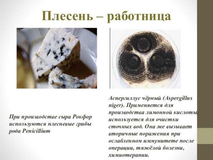 Плесень – работницаПри производстве сыра Рокфор используются плесневые грибы рода Penicillium Аспергиллус