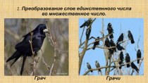 Птицы (Различие единственного и множественного числа)