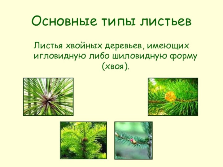 Основные типы листьевЛистья хвойных деревьев, имеющих игловидную либо шиловидную форму (хвоя).