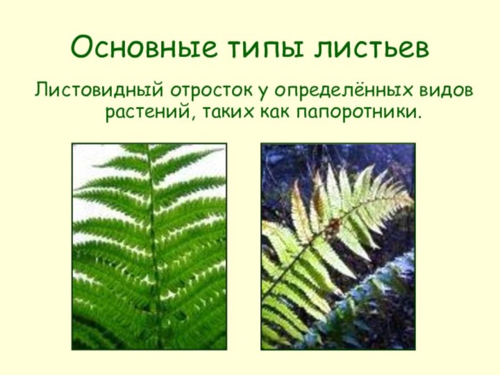 Основные типы листьевЛистовидный отросток у определённых видов растений, таких как папоротники.