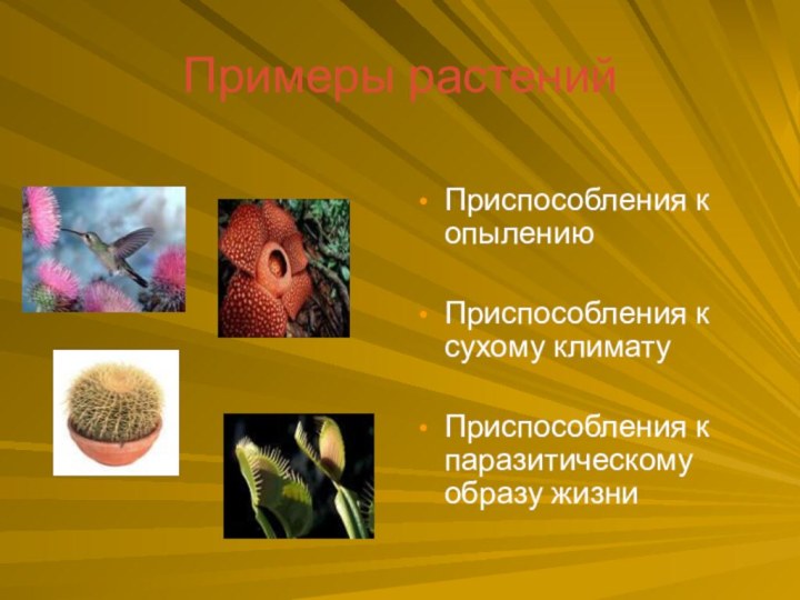 Примеры растенийПриспособления к опылениюПриспособления к сухому климатуПриспособления к паразитическому образу жизни