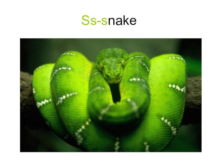 Ss-snake