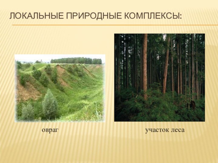 Локальные природные комплексы: оврагучасток леса