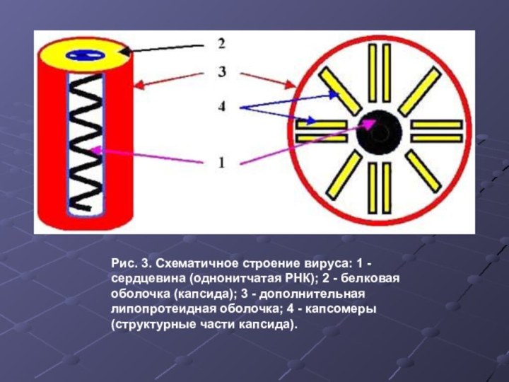 Рис. 3. Схематичное строение вируса: 1 - сердцевина (однонитчатая РНК); 2