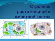 Презентация по биологии на темуРастительные и животные клетки