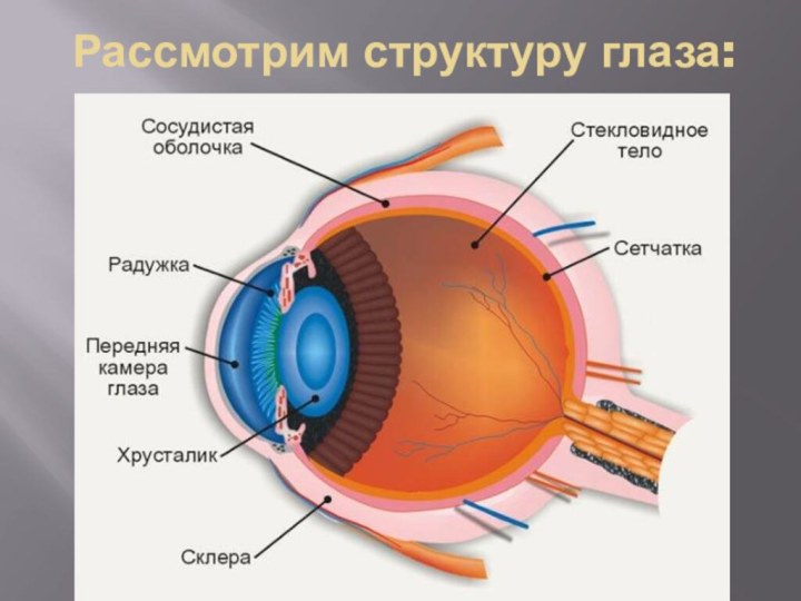 Рассмотрим структуру глаза: