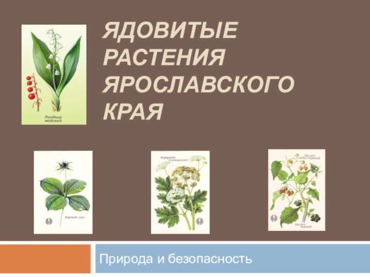 Ядовитые растения  Ярославского края Природа и безопасность