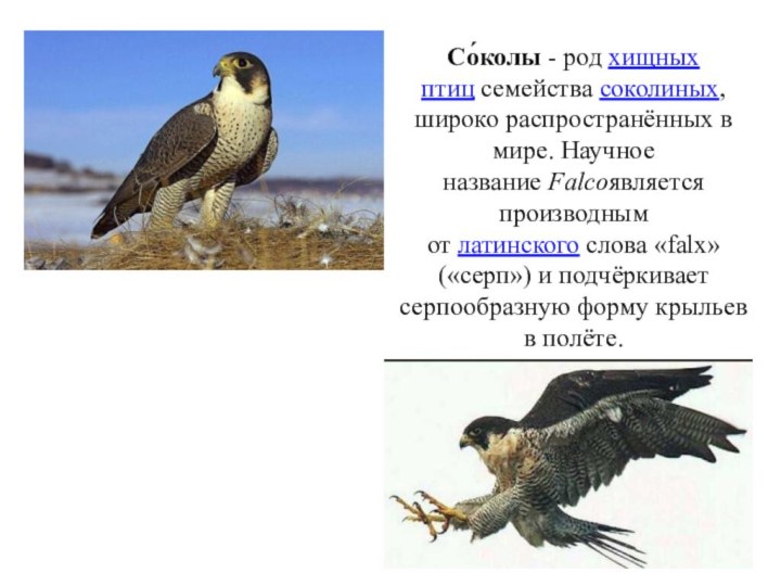 Со́колы - род хищных птиц семейства соколиных, широко распространённых в мире. Научное название Falcoявляется производным от латинского слова «falx»