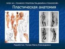 Презентация по предмету Выбор фасона на тему Пластическая анатомия