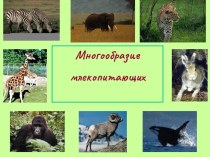 Презентация по биологии Многообразие млекопитающих 7 класс