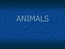 Презентация Животные для начальной школы