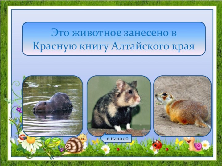 Это животное занесено в Красную книгу Алтайского края в начало