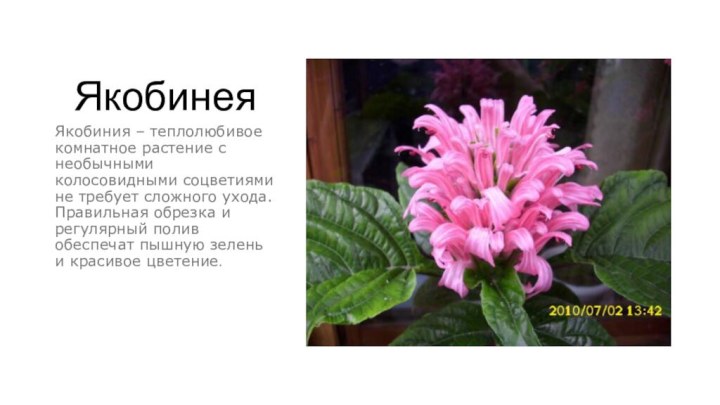 ЯкобинеяЯкобиния – теплолюбивое комнатное растение с необычными колосовидными соцветиями не требует сложного