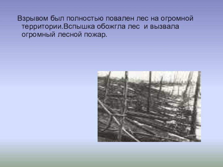 Взрывом был полностью повален лес на огромной территории.Вспышка обожгла лес