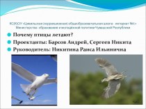 Презентация по биологии на тему Почему птицы летают