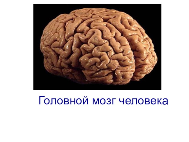Головной мозг человека ГОЛОВНОЙ МОЗГ ЧЕЛОВЕКА