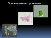 Презентация урока биологии на тему Одноклеточные организмы (5 класс)