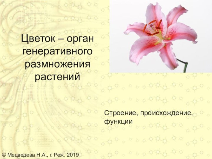 Цветок – орган генеративного размножения растенийСтроение, происхождение, функции© Медведева Н.А., г. Реж, 2019
