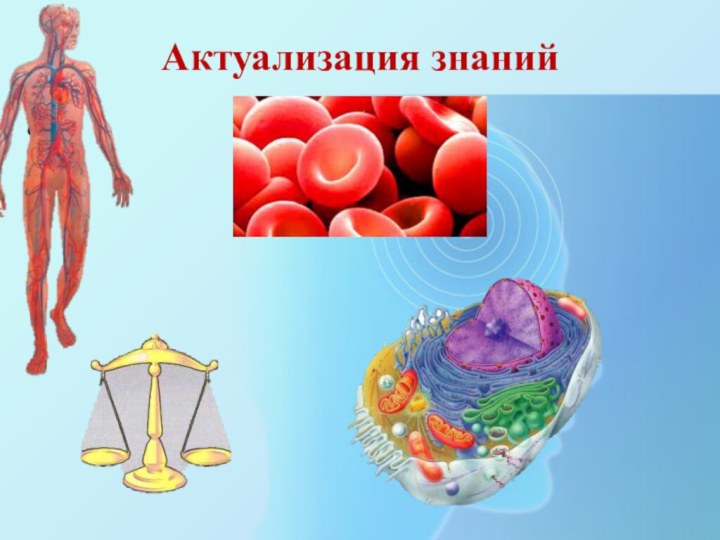Актуализация знанийФункции кровиВнутренняя среда организмаЧто такое гомеостаз?Как клетки тела получают кислород и питание?