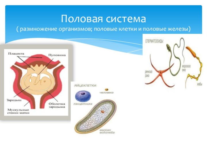 Половая система ( размножение организмов; половые клетки и половые железы)