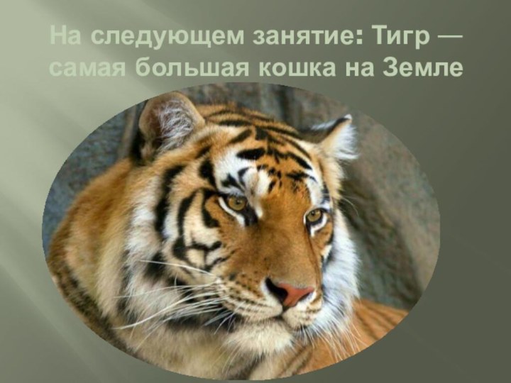 На следующем занятие: Тигр — самая большая кош­ка на Земле