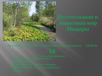 Презентация по истории Владимирского края Растительный и животный мир Мещёры
