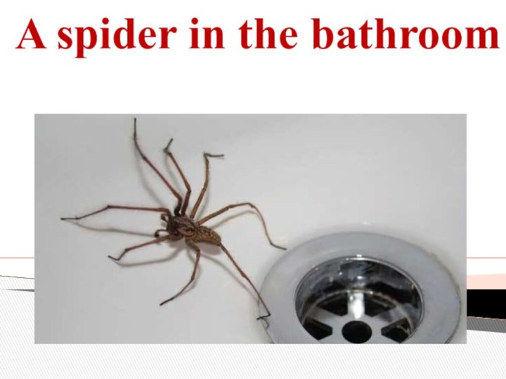 A spider in the bathroom