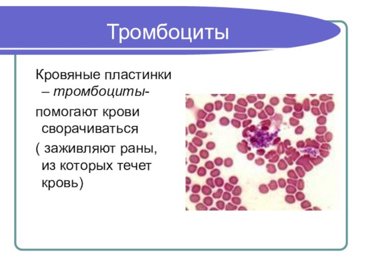 Тромбоциты Кровяные пластинки – тромбоциты- помогают крови сворачиваться ( заживляют раны, из которых течет кровь)
