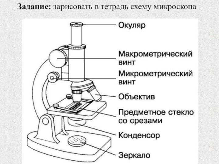 Задание: зарисовать в тетрадь схему микроскопа