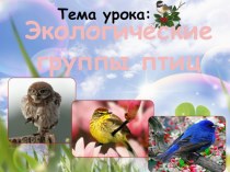 Презентация по биологии: Экологические группы птиц. 7 класс.