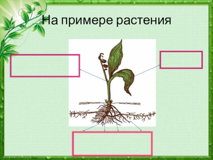 На примере растения
