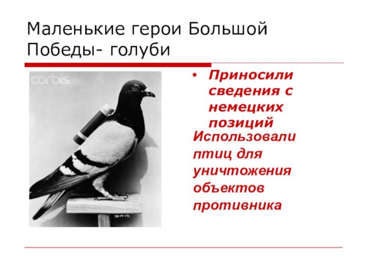 Маленькие герои Большой Победы- голубиПриносили сведения с немецких позицийИспользовали птиц для уничтожения объектов противника
