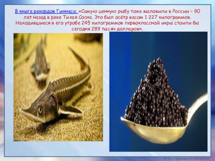 В книге рекордов Гиннеса: «Самую ценную рыбу тоже выловили в России –