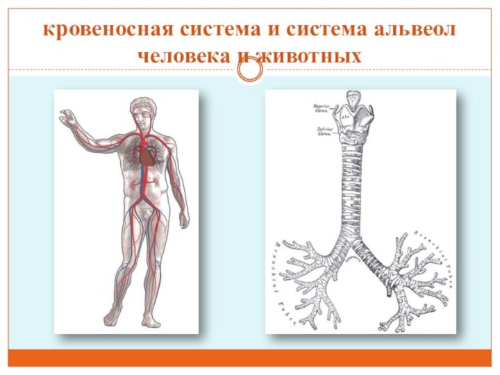 кровеносная система и система альвеол человека и животных