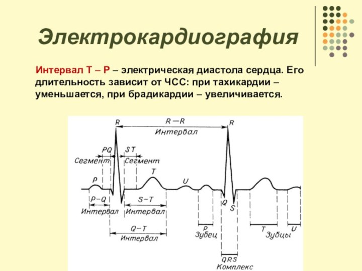 Электрокардиография   Интервал Т – P – электрическая диастола сердца. Его длительность зависит