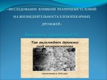 Презентация Влияние условий на жизнедеятельность хлебопекарных дрожжей 4 класс