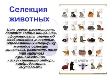 Презентация по биологии на тему Селекция животных (10 класс)