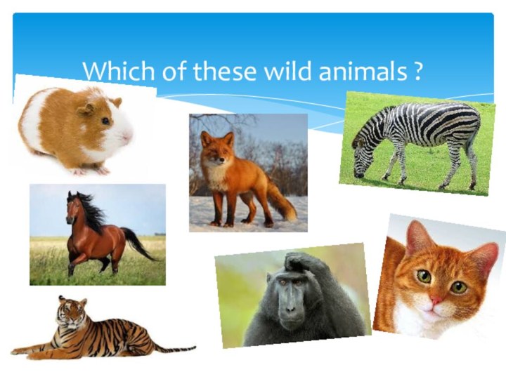 Which of these wild animals ?