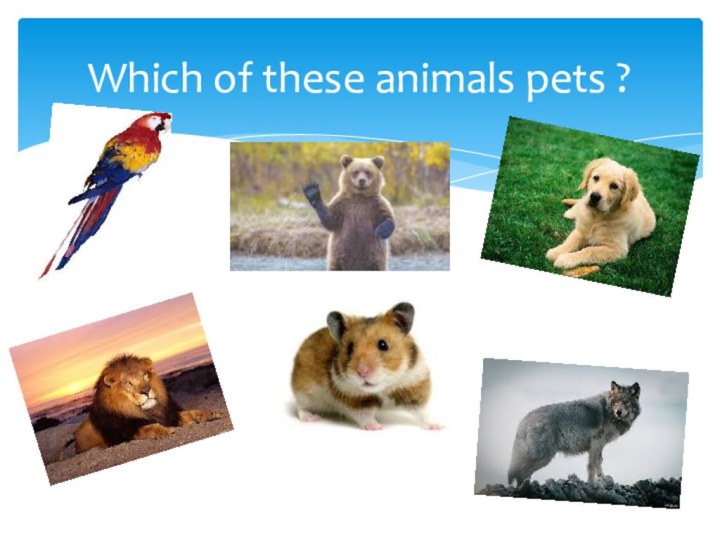 Which of these animals pets ?