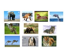 Урок для 4 классов Animals over the world