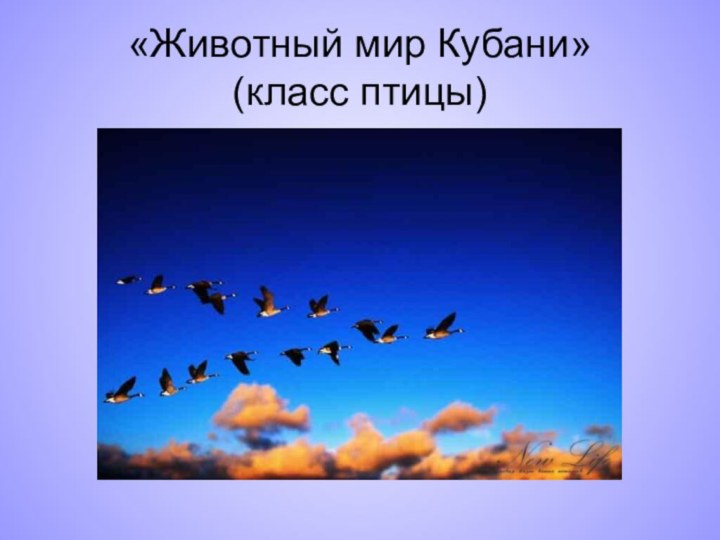 «Животный мир Кубани» (класс птицы)