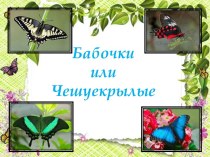 Презентация к уроку биологии Бабочки