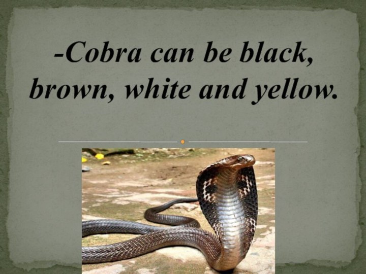 -Cobra can be black, brown, white and yellow.
