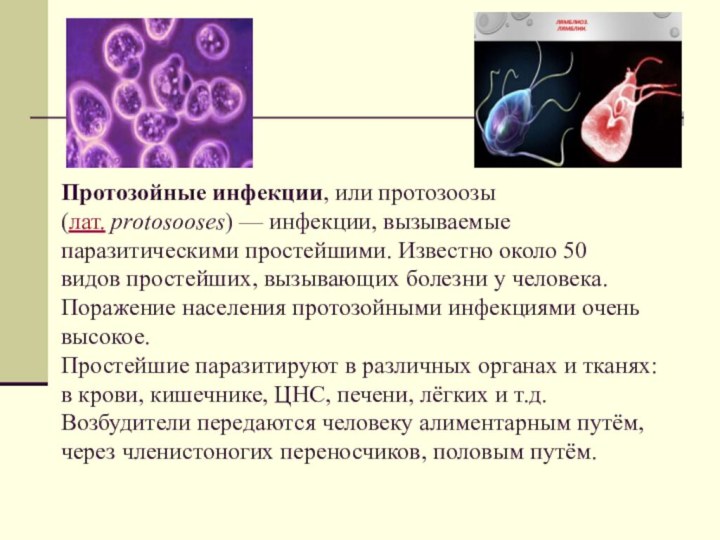 Трансмиссивные И Протозойные Инфекции Реферат