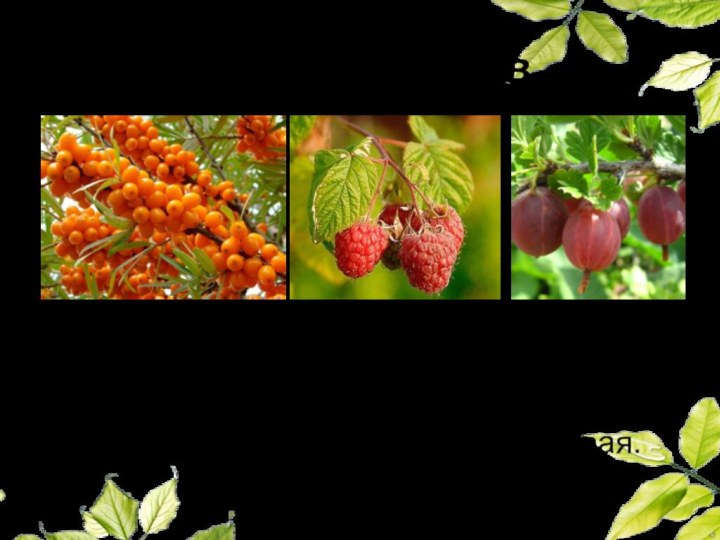 Из ягодных культур распространены облепиха крушиновидная, смородина чёрная и красная, малина, крыжовник,