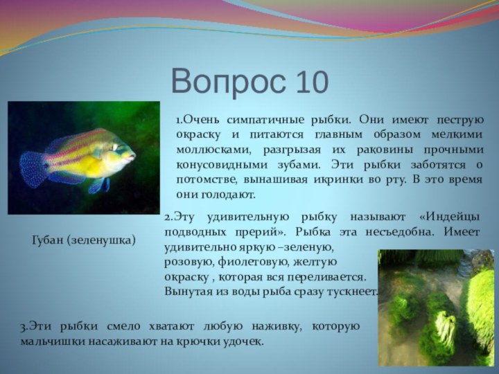 Вопрос 10Губан (зеленушка)1.Очень симпатичные рыбки. Они имеют пеструю окраску и питаются главным