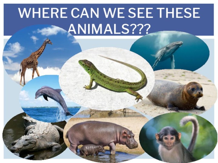 Where can we see these animals???